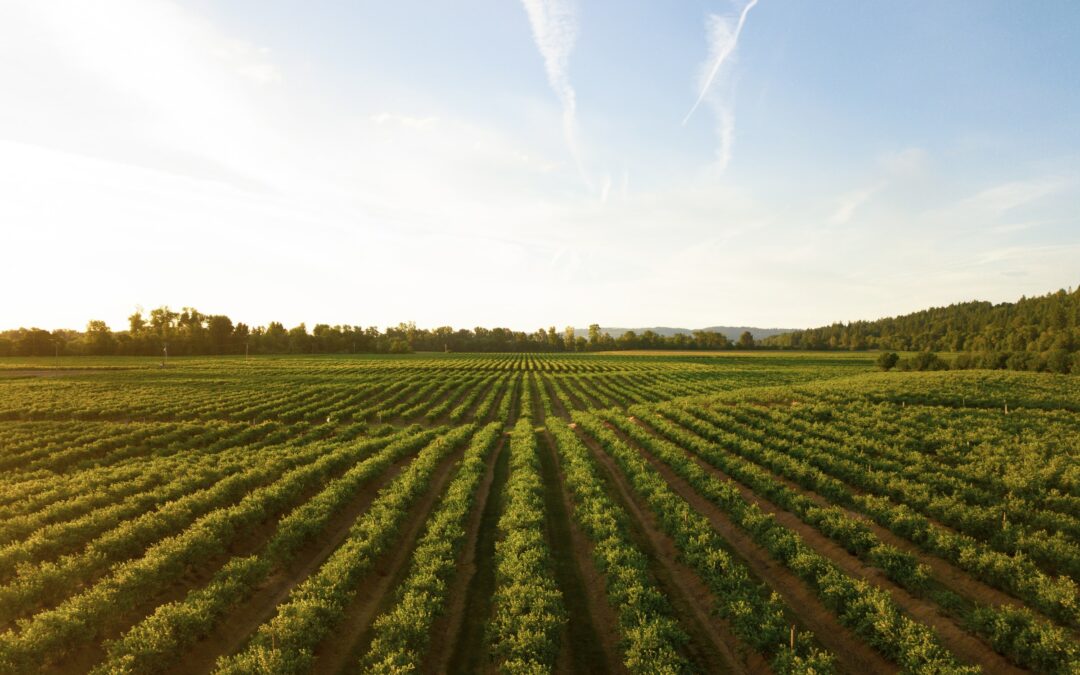 What is Sustainable Agriculture?